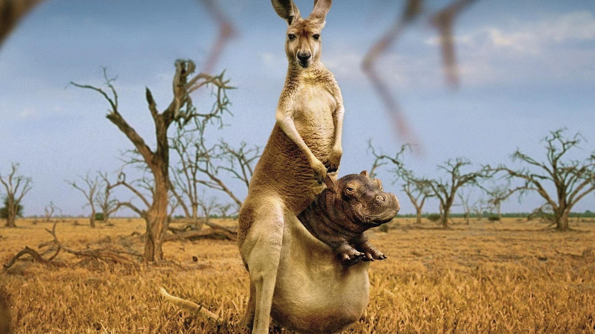 dommer På hovedet af analog 🥇 Nature animals australia force of kangaroos wallpaper | (28957)