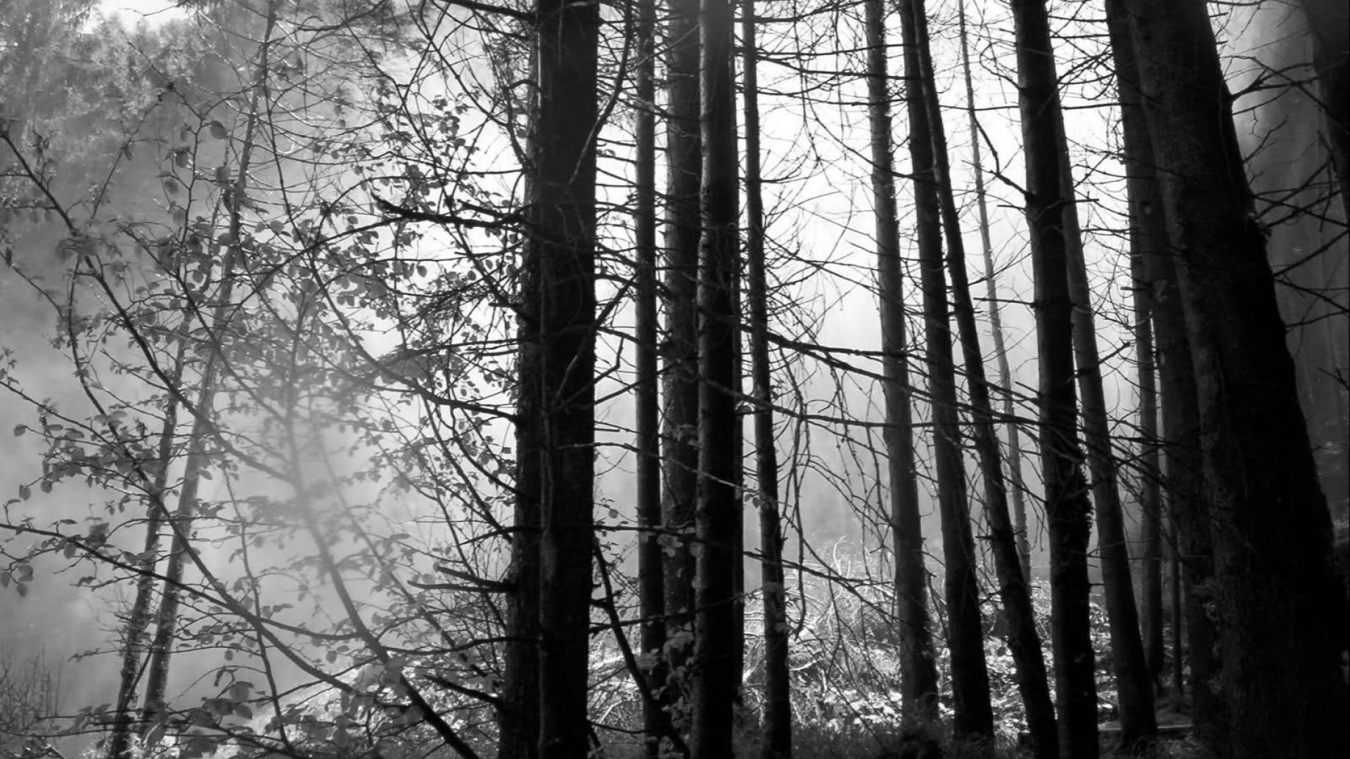 🥇 Trees forests grayscale wallpaper | (29975)