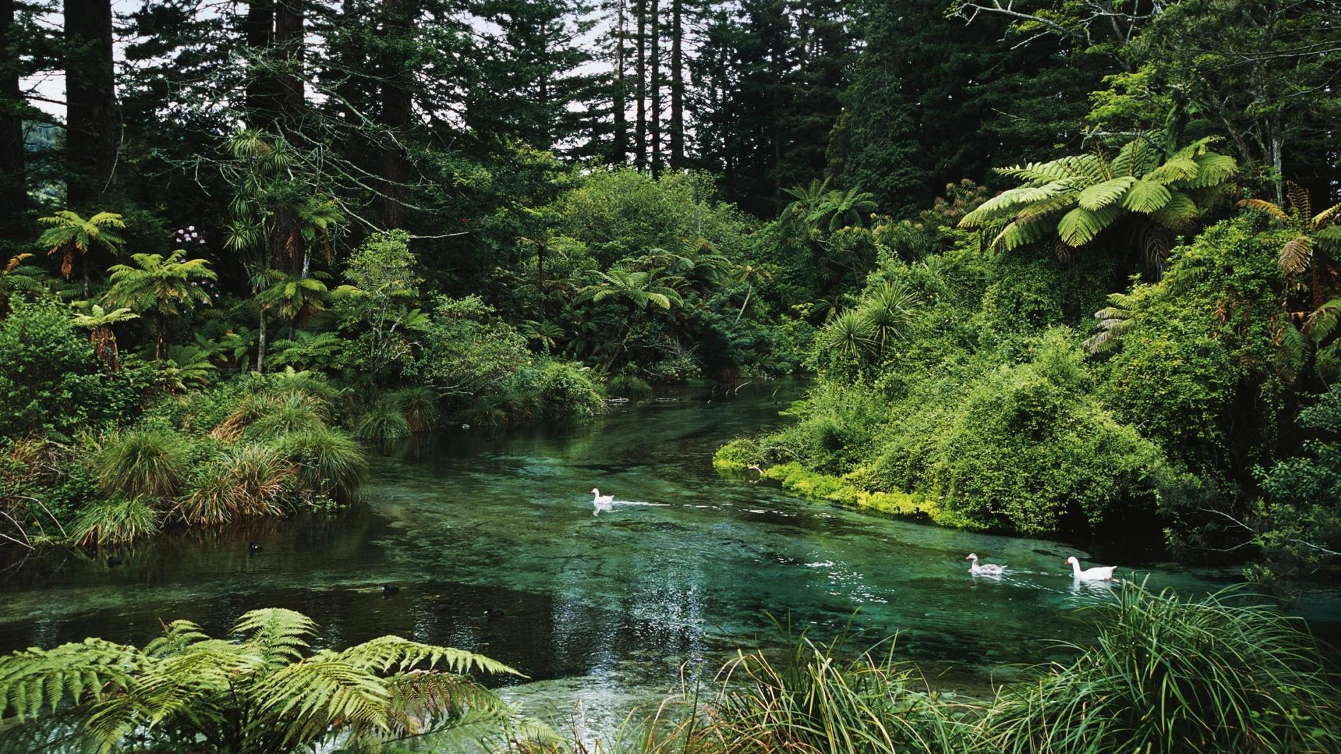 Леса новой Зеландии