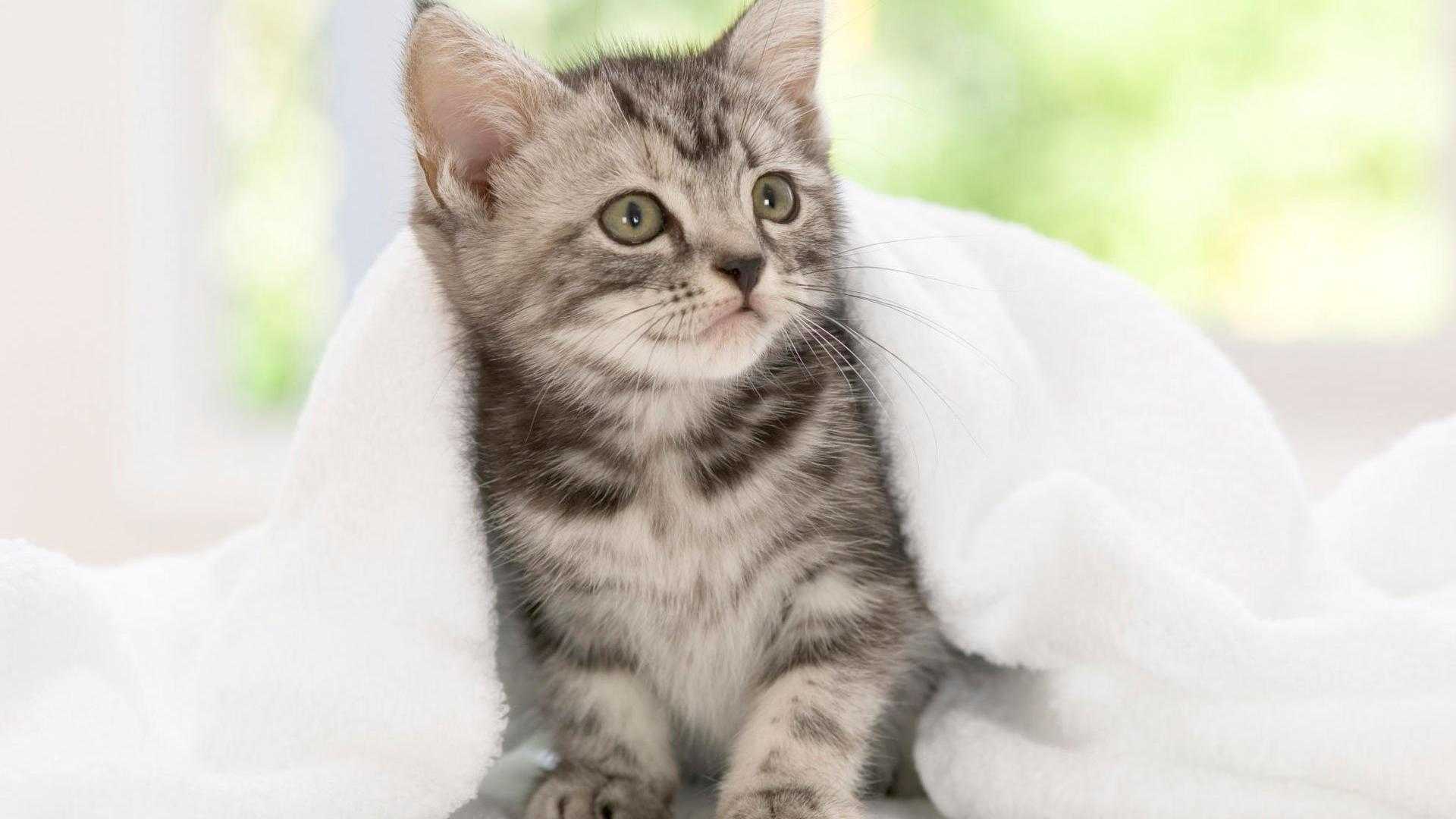 🥇 American Shorthair Kitten Wallpaper