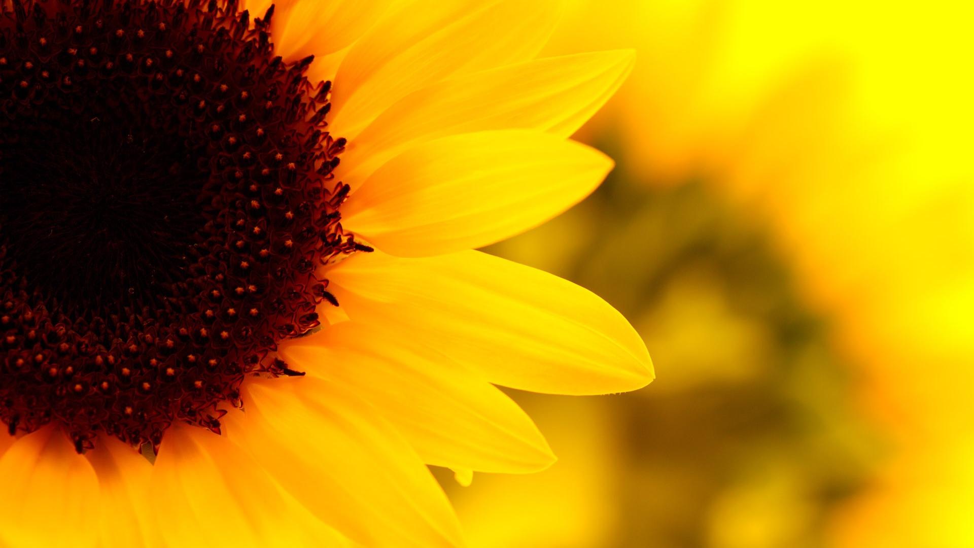 Sunflower desktop background Wallpaper