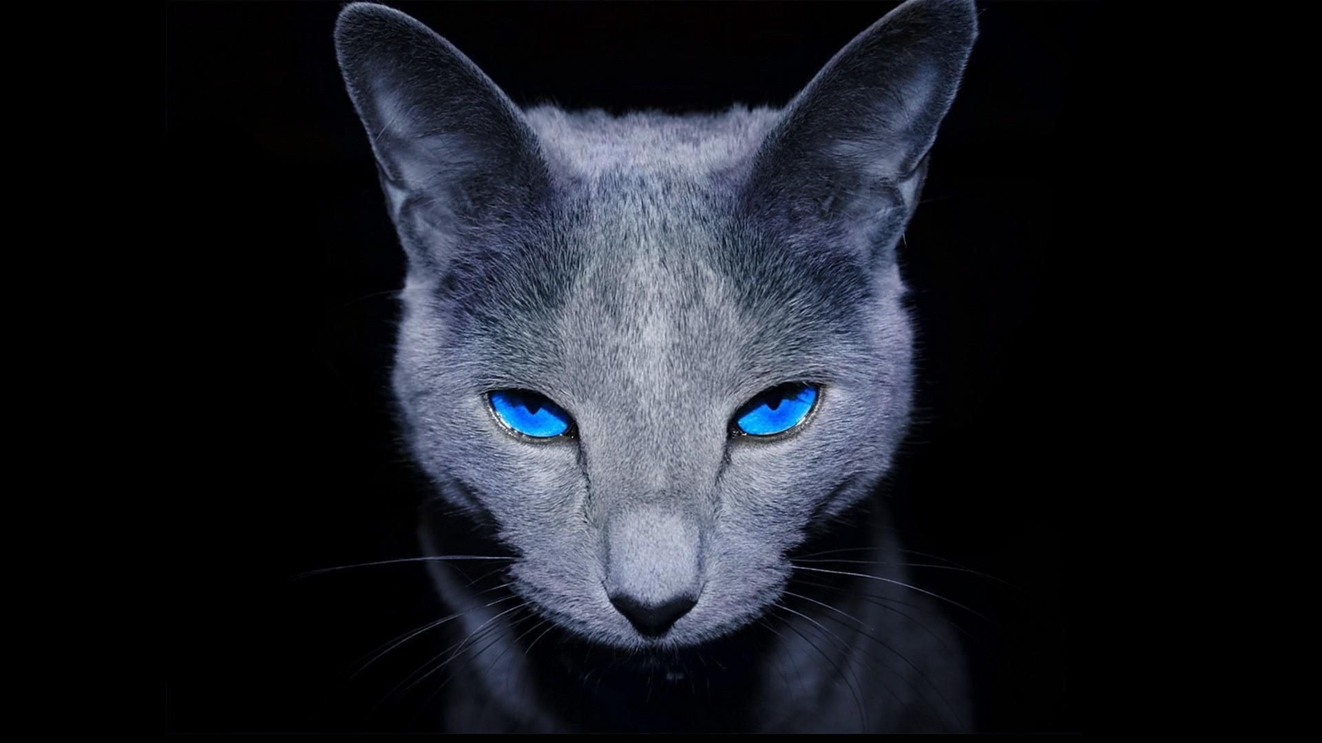 Cats blue eyes animals pets black background wallpaper HD 1920x1080.
