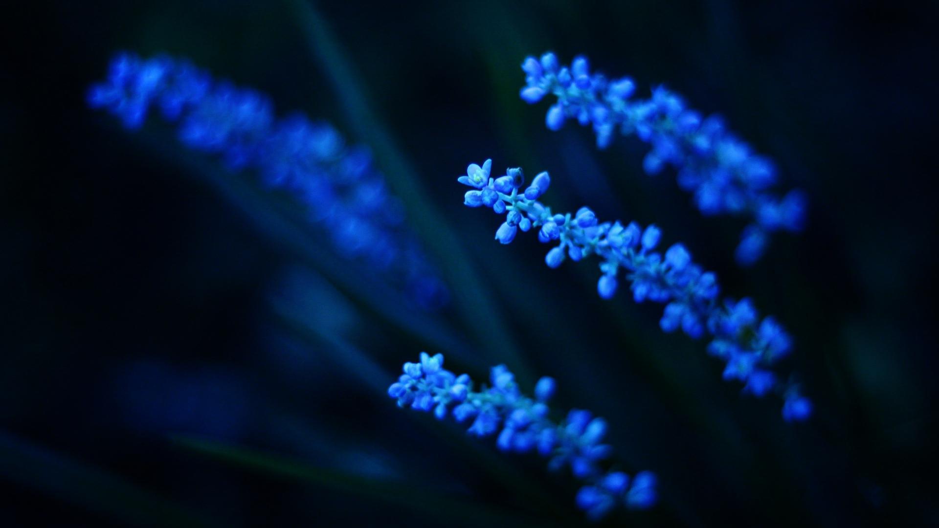 Hd Wallpaper Flower Blue - GAMBAR BUNGA