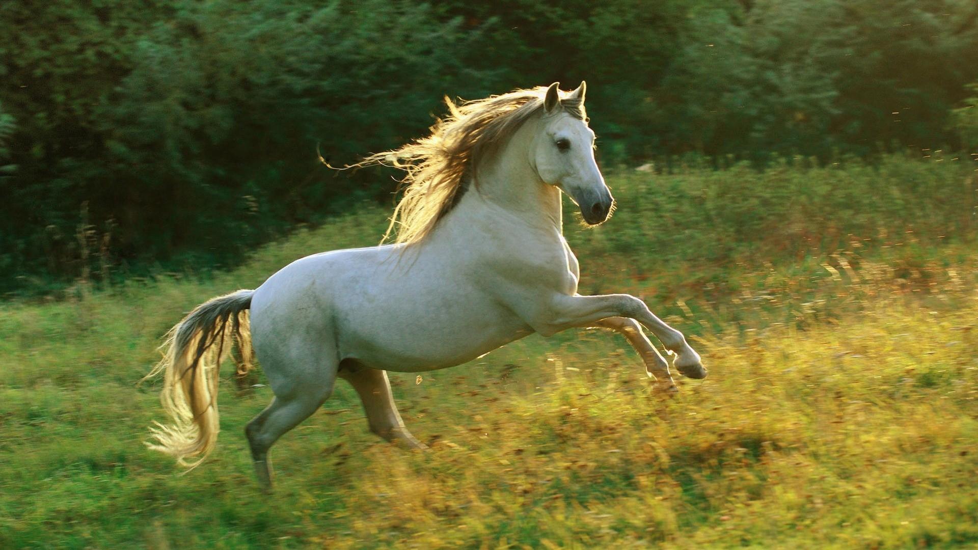 🥇 Nature horses horse wallpaper | (35917)