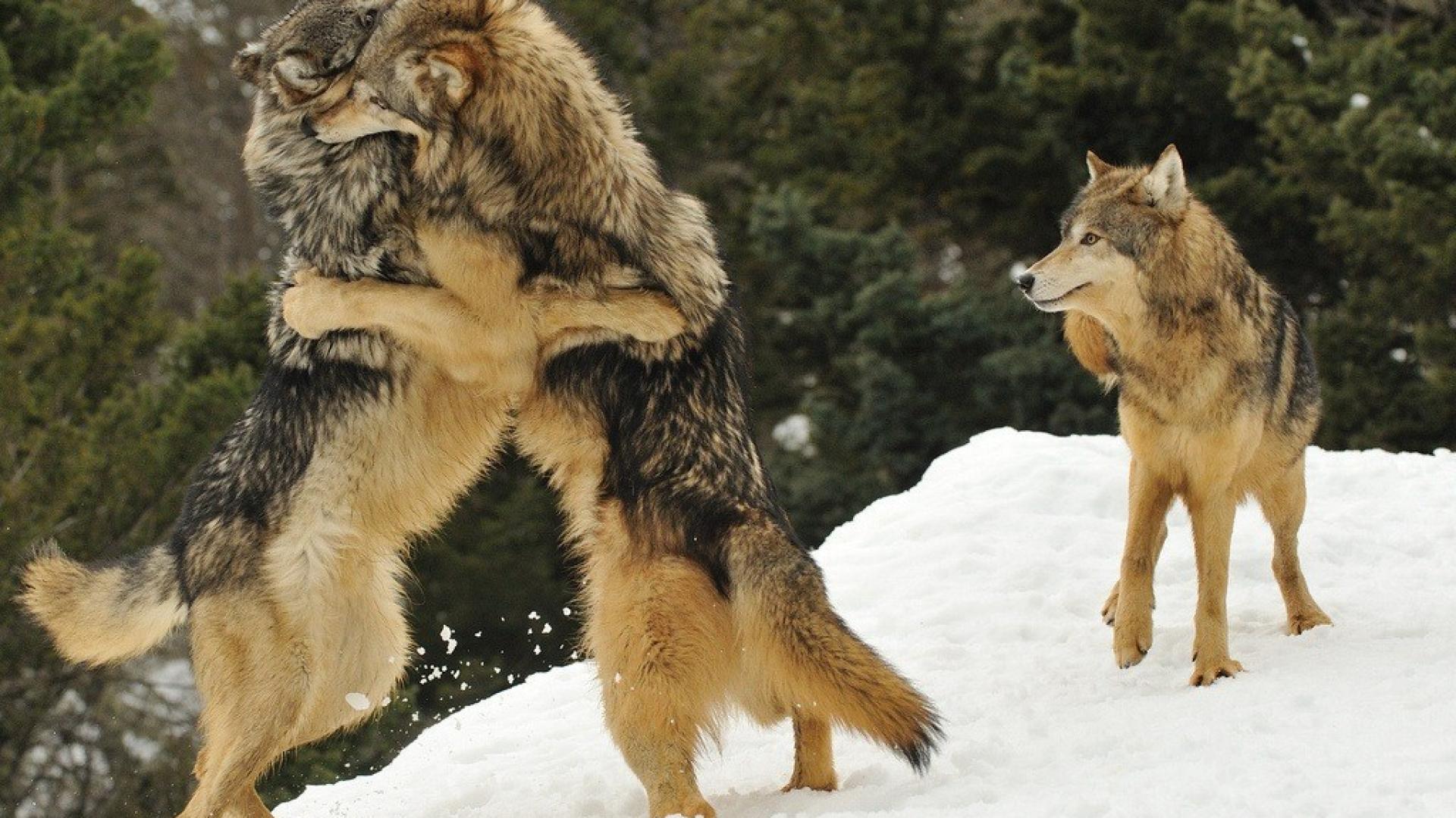 Волки самец и самка арт