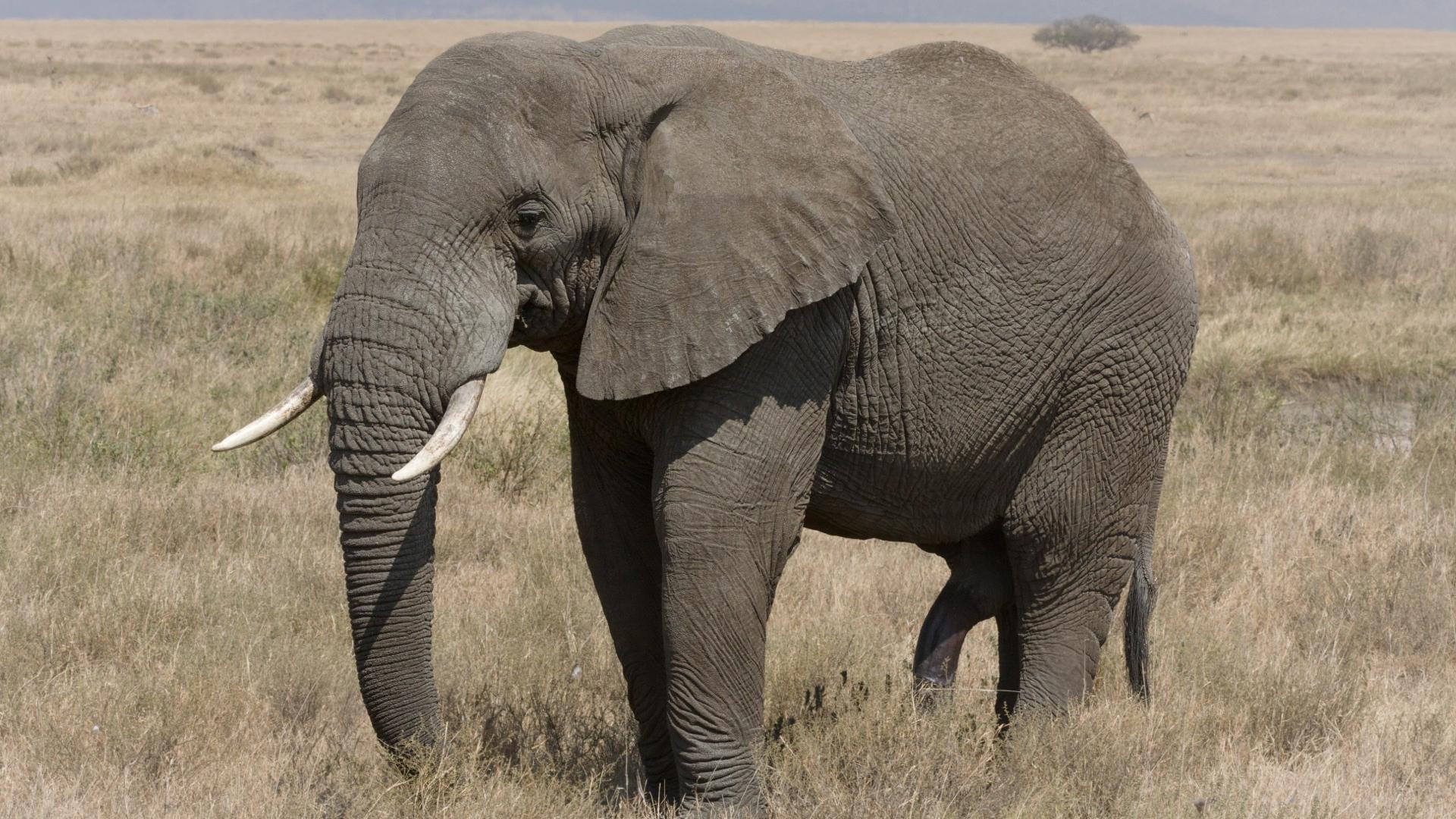 Африканские и индийские слоны 1 класс. Слон. Африканский слон. Африканский слон для детей. Африканский слон информация.