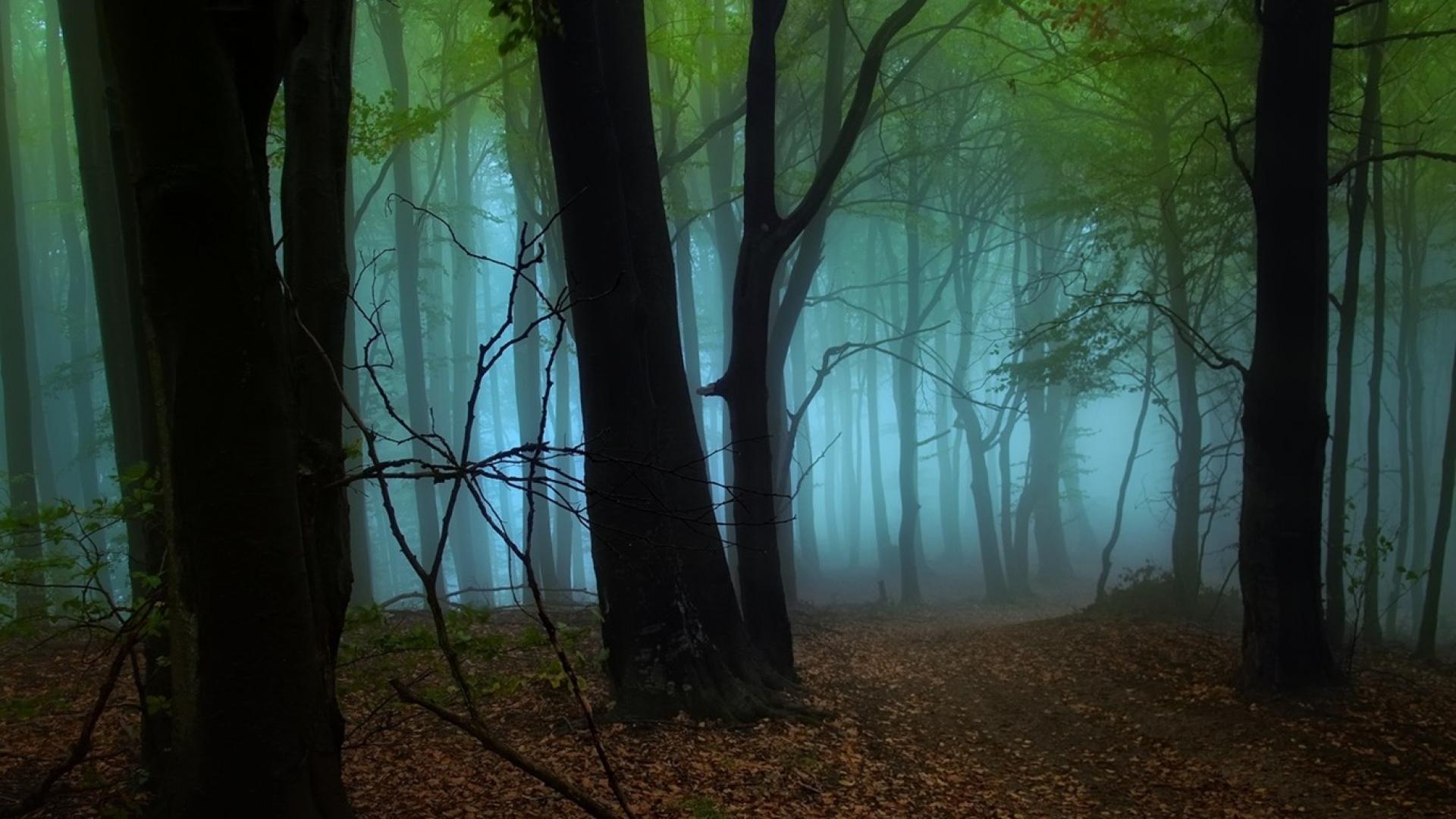Полна тайн сумрачная. Сумрачный лес Сумрачный лес. Мрачный лес. В сумрачном лесу. Сумрачный осенний лес.