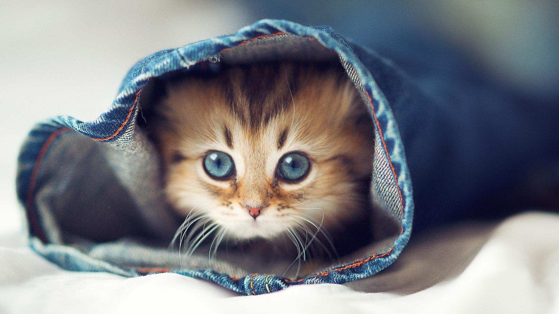 🥇 Cute kitten Wallpaper | (44547)