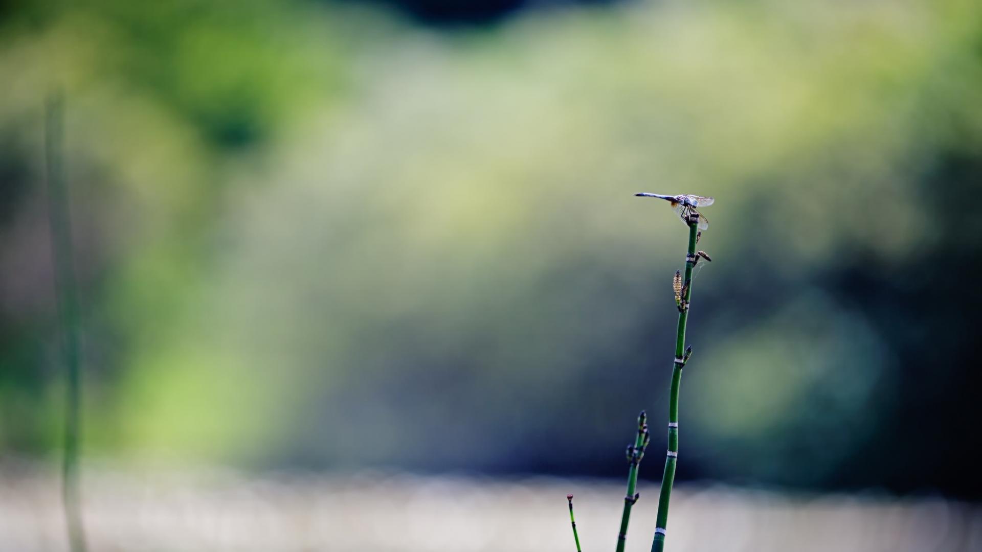  Blurred background bokeh depth of field nature plants 