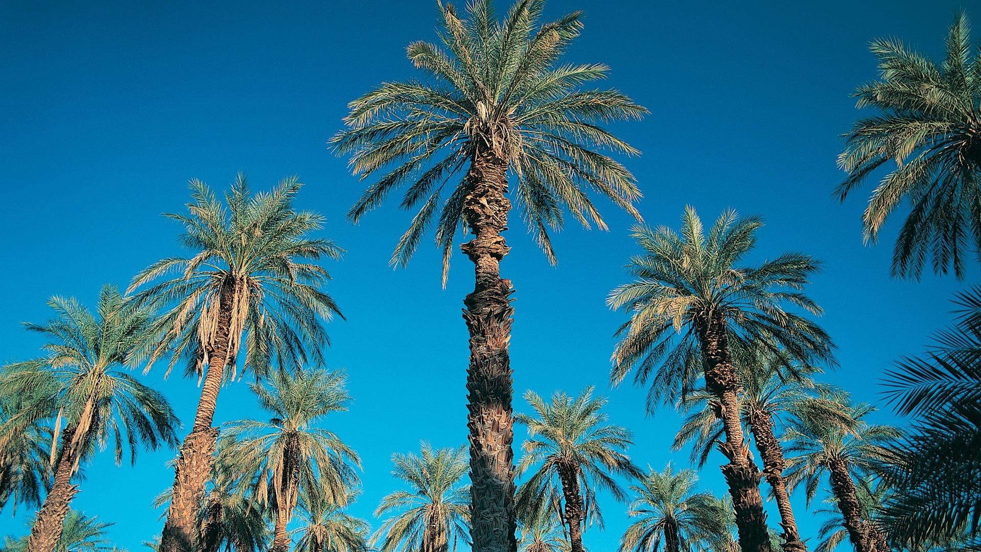 🥇 Blue skies nature palm trees wallpaper | (132561)