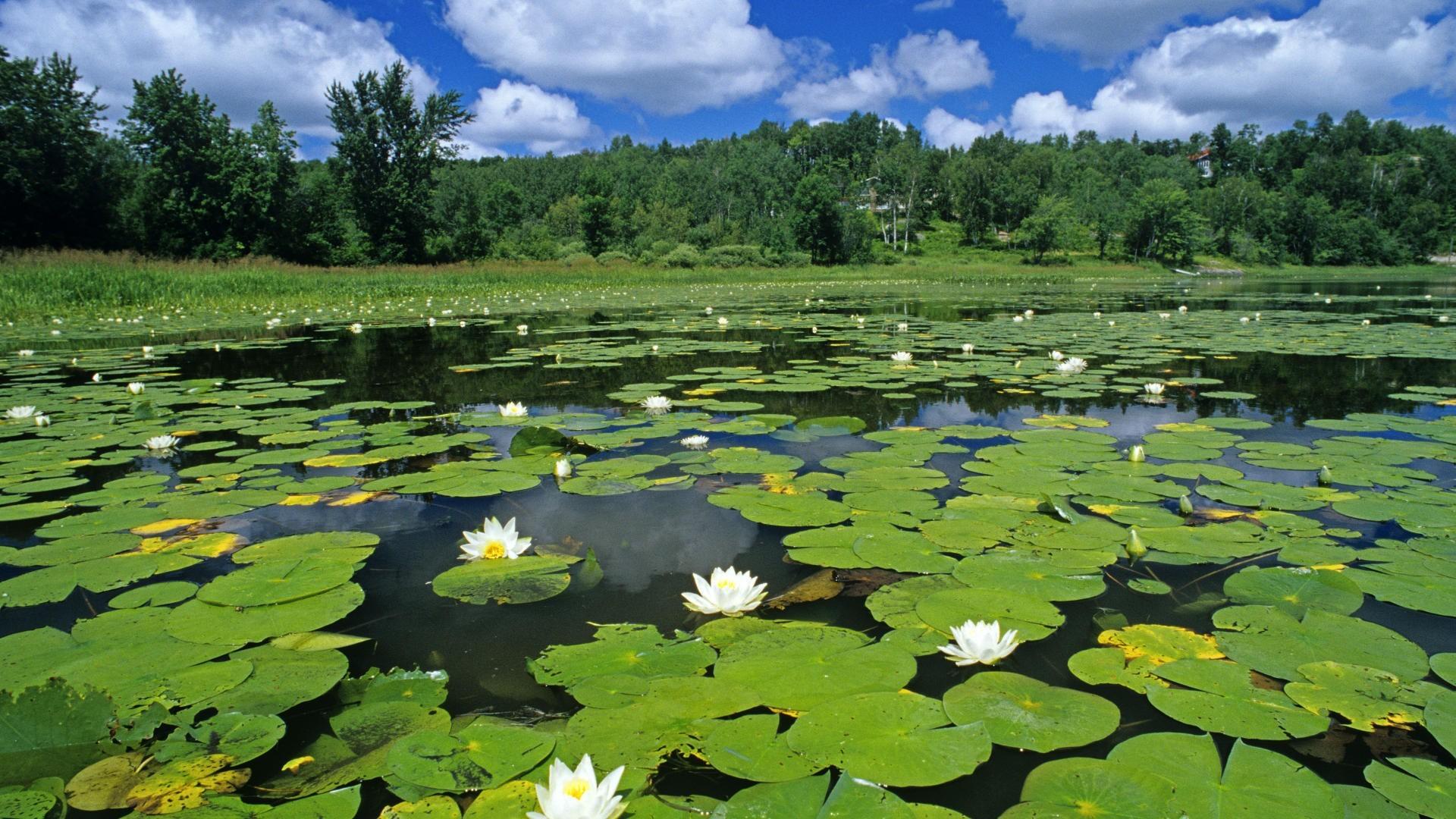 Lily Pads Ponds Water Lilies White Wallpaper 93270 Images, Photos, Reviews