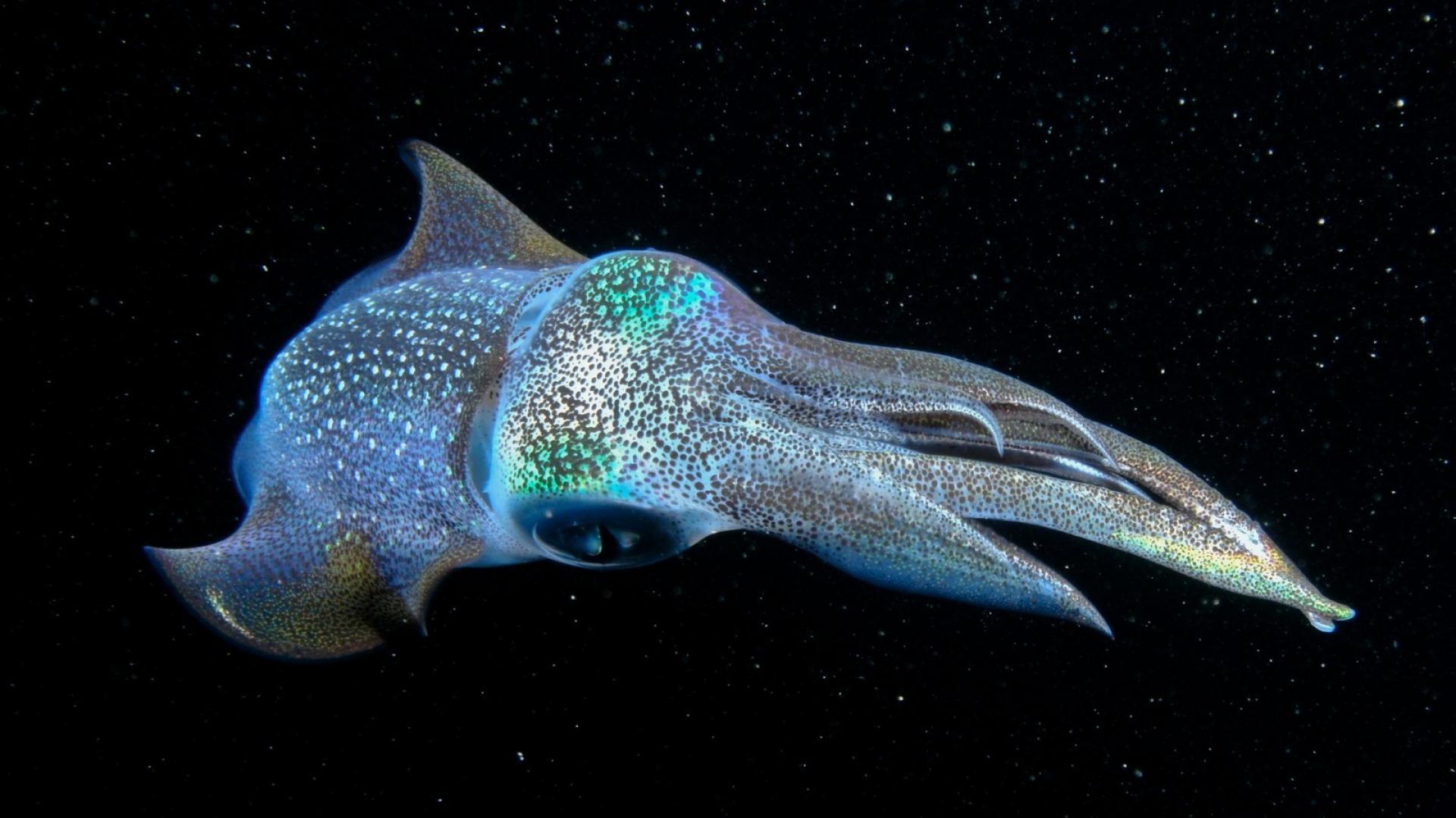 Cephalopod National Geographic Animals Nature Okinawa Wallpaper 1357