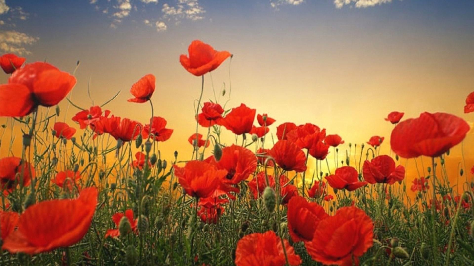 🥇 Nature flowers poppies wallpaper | (4809)