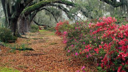 Azaleas And Live Oaks wallpaper