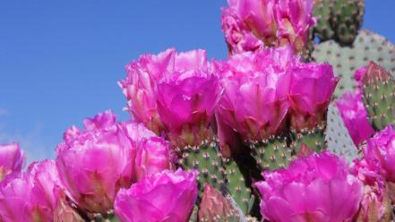 Beavertail Cactus wallpaper