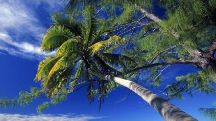 Bended Palm Tree wallpaper