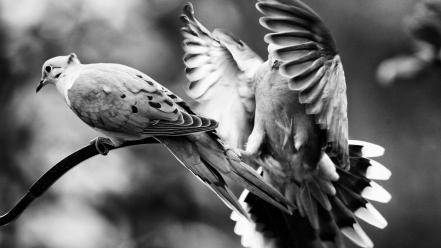 Black and white nature birds animals grayscale wallpaper