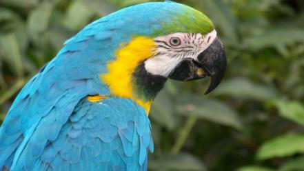 Blue Macaw Parrot wallpaper