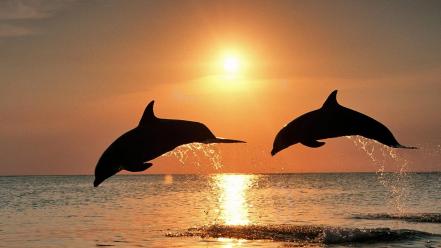 Bottlenose Dolphins wallpaper