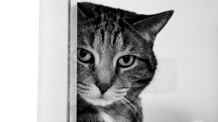 Cat Spying wallpaper