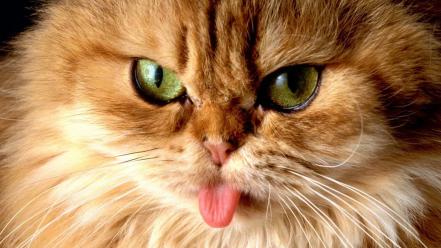 Cat With Tongue wallpaper