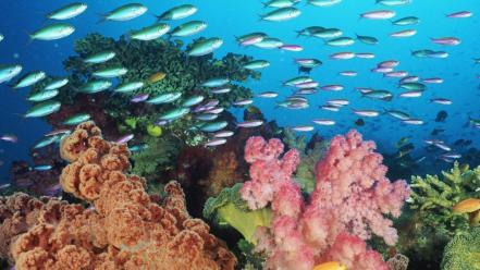Coral Landscape wallpaper