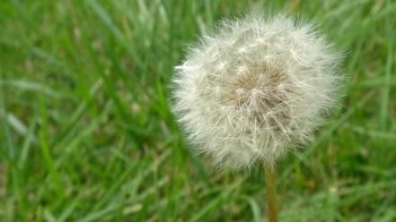 Dandelion wallpaper