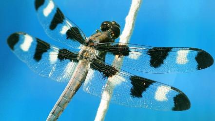 Dragonfly With Spots wallpaper