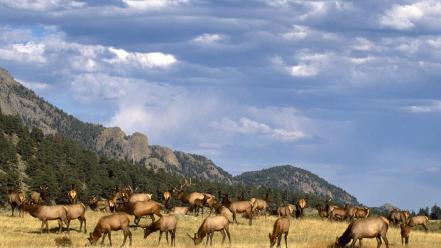 Elk Herd wallpaper