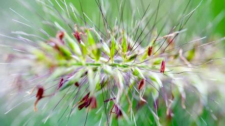 Flower With Spikes wallpaper