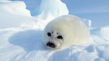 Harp Seal Pup wallpaper