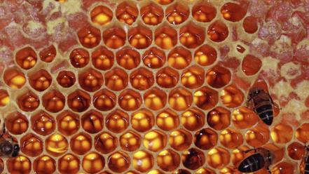 Honeycomb wallpaper