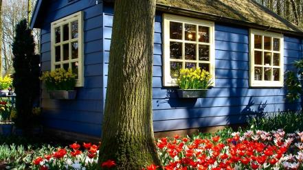 Houses tulips holland wallpaper
