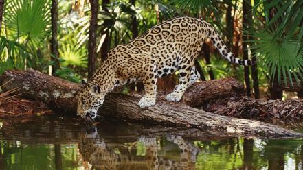 Jaguar And Water wallpaper