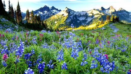 Mountains landscapes nature blue flowers wildflowers wallpaper