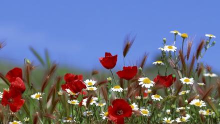 Nature flowers poppies daisies wallpaper