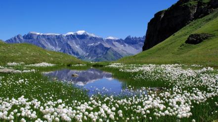 Nature switzerland lakes alps meadows white flowers wallpaper
