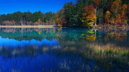 Nature trees autumn (season) multicolor lakes reeds wallpaper