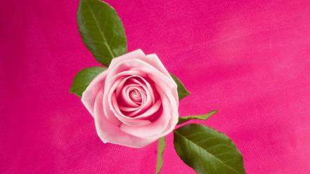 Rose In Deep Pink wallpaper