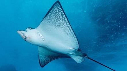 Spotted Eagle Ray wallpaper