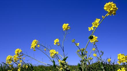 The Flowers And Sky wallpaper