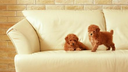 Two Puppies On Sofa wallpaper