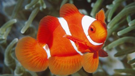 White And Orange Fish wallpaper
