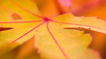 Yellow Leaf Macro wallpaper