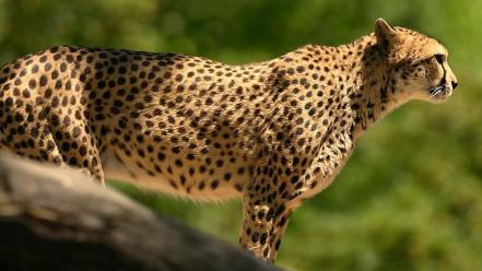 Animals cheetahs feline wallpaper
