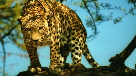 Animals feline leopards wallpaper