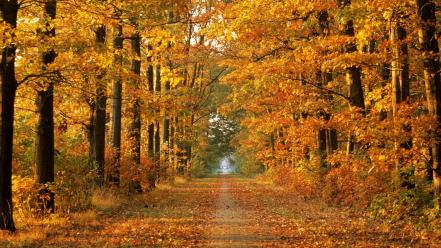 Autumn (season) forest the netherlands gelderland wallpaper