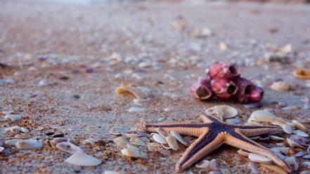 Beach sand starfish seashells depth of field wallpaper