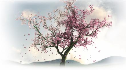 Cherry blossoms trees wallpaper