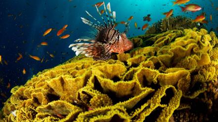 Fish underwater sea wallpaper
